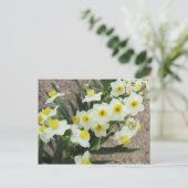 White Narcissus Flowers Briefkaart (Staand voorkant)