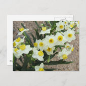 White Narcissus Flowers Briefkaart (Voorkant / Achterkant)
