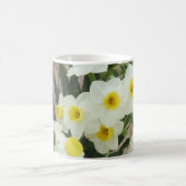 White Narcissus Flowers Mok (Center)
