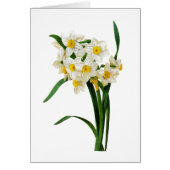 White Narcissus van Pierre-Joseph Redoute (Voorkant)