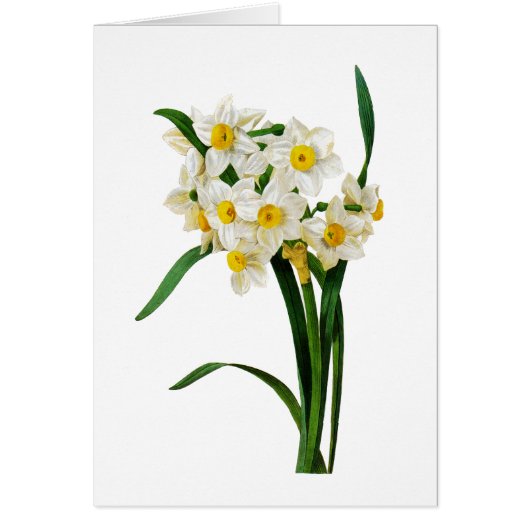 White Narcissus van Pierre-Joseph Redoute (Voorkant)