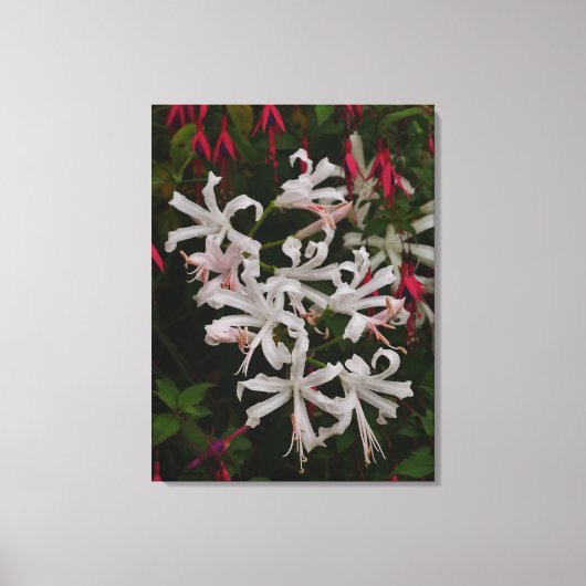 White Nerine Flowers Canvas Print (Voorkant)