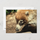  White Nosed Coati Briefkaart (Voorkant / Achterkant)