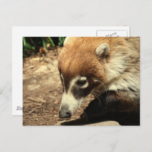  White Nosed Coati Briefkaart (Voorkant / Achterkant)