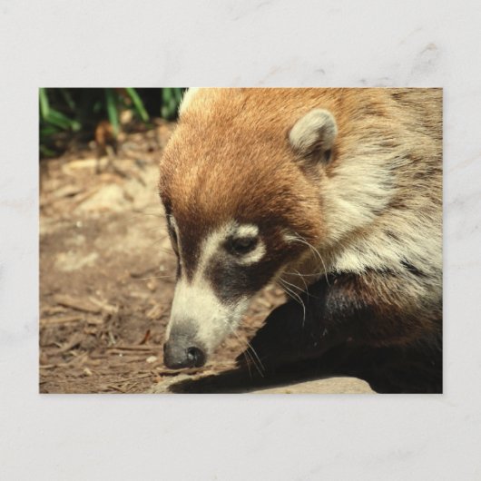  White Nosed Coati Briefkaart (Voorkant)