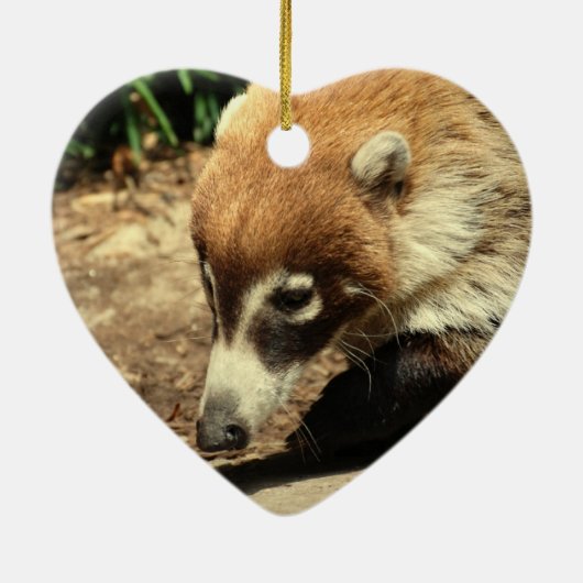 White Nosed Coati Ornament (Achterkant)