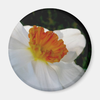 White Oranje Narcissus Magnet
