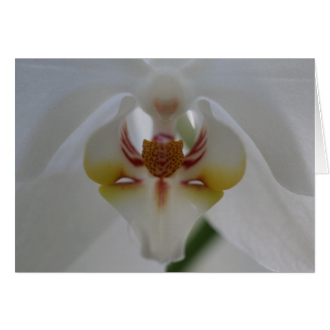 White Orchid (Voorkant Horizontaal)