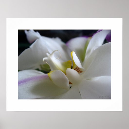 White Orchid 8 Phalaenopsis Poster Art Print (Voorkant)