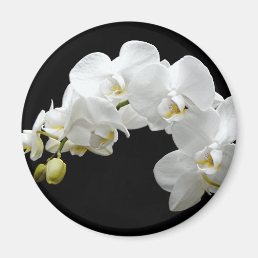 White Orchid Blossom Magneet (Voorkant)