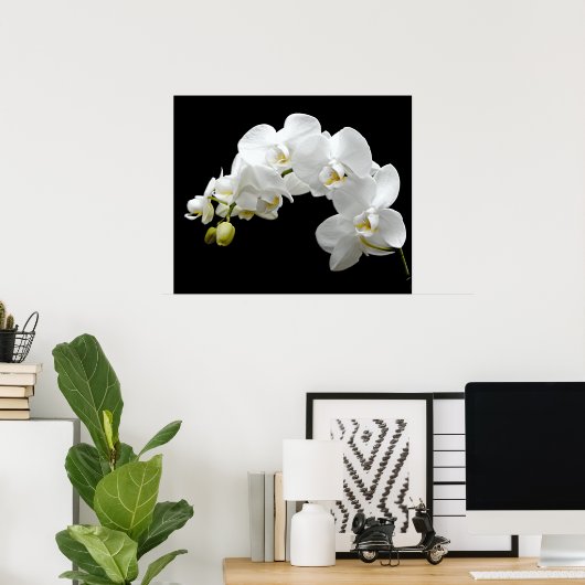 White Orchid Blossom Poster (Thuiskantoor)