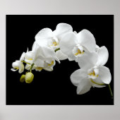 White Orchid Blossom Poster (Voorkant)
