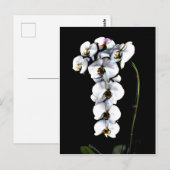 White Orchid Briefkaart (Voorkant / Achterkant)