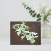 White Orchid Briefkaart (Staand voorkant)