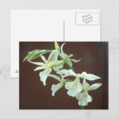 White Orchid Briefkaart (Voorkant / Achterkant)