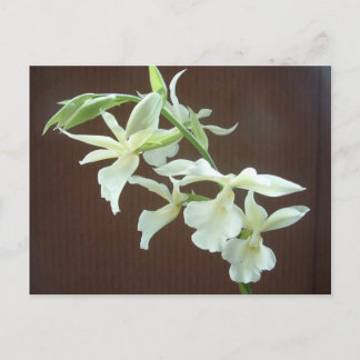 White Orchid Briefkaart