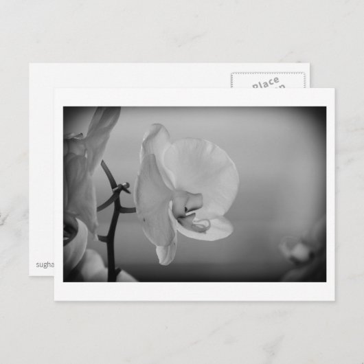 White Orchid - Briefkaart (Voorkant / Achterkant)