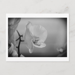 White Orchid - Briefkaart
