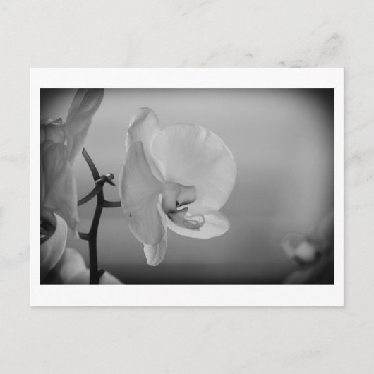 White Orchid - Briefkaart (Voorkant)