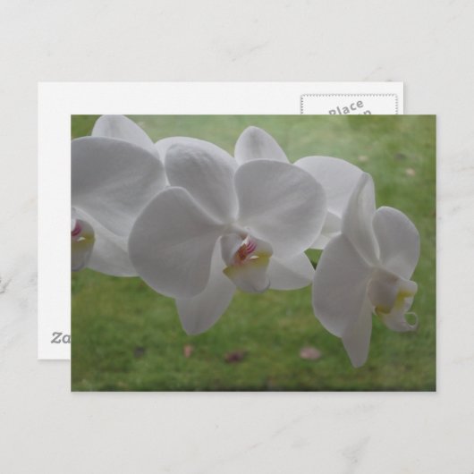 White Orchid Briefkaart (Voorkant / Achterkant)