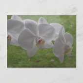 White Orchid Briefkaart (Voorkant)