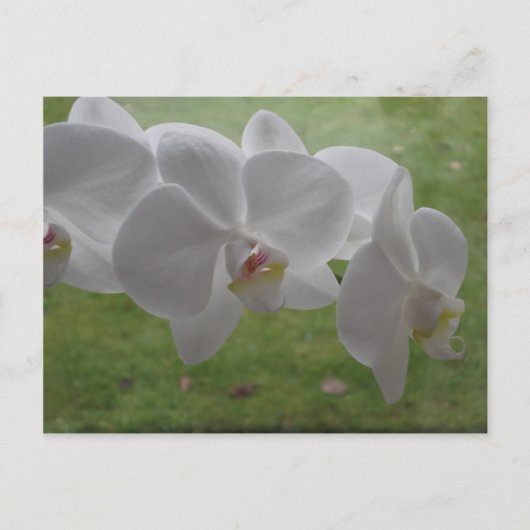 White Orchid Briefkaart (Voorkant)
