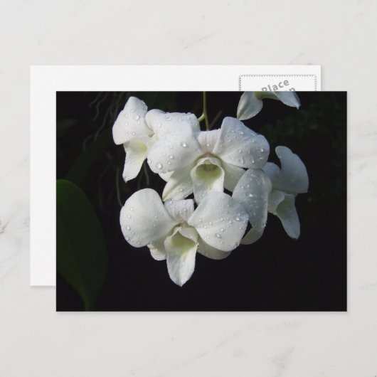 White Orchid Briefkaart (Voorkant / Achterkant)