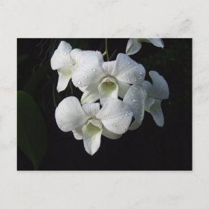 White Orchid Briefkaart