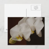 White Orchid Briefkaart (Voorkant / Achterkant)
