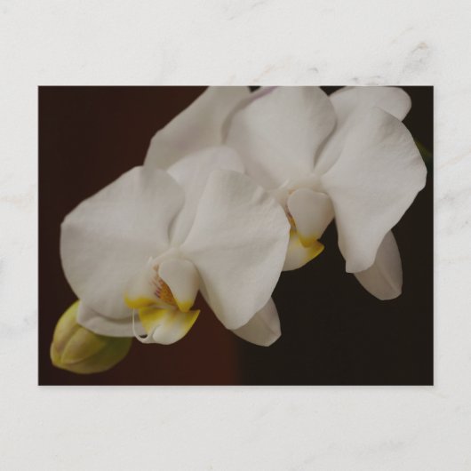 White Orchid Briefkaart (Voorkant)