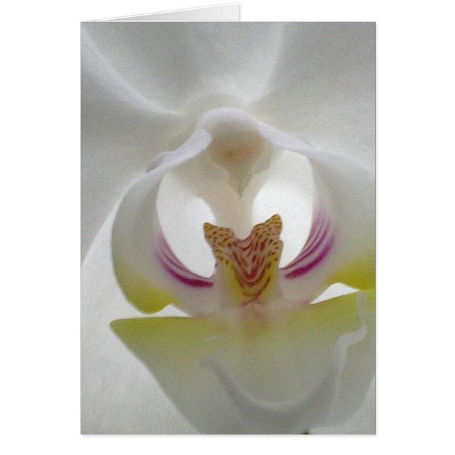 White Orchid Card (Voorkant)
