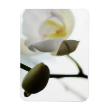 White Orchid Flexible Photo Magnet