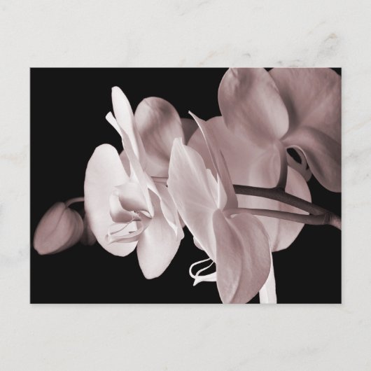 White Orchid Flower Black Achtergrond Abstract Briefkaart (Voorkant)