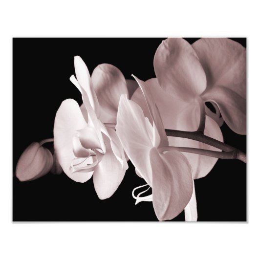 White Orchid Flower Black Achtergrond Abstract Foto Afdruk (Voorkant)