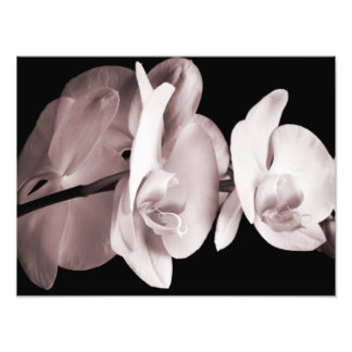 White Orchid Flower Black Achtergrond Abstract Foto Afdruk