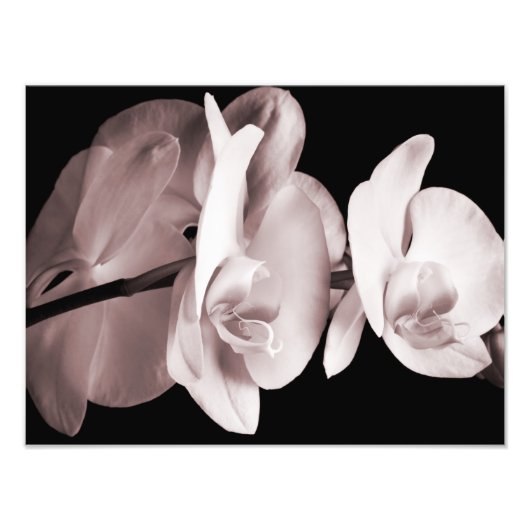 White Orchid Flower Black Achtergrond Abstract Foto Afdruk (Voorkant)