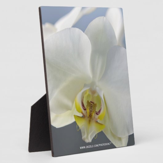 White Orchid Flower Fotoplaat (Zijkant)