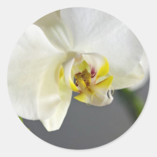 White Orchid Flower Ronde Sticker