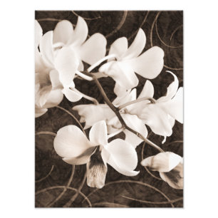 White Orchid Flower Sepia Black Background floral Foto Afdruk