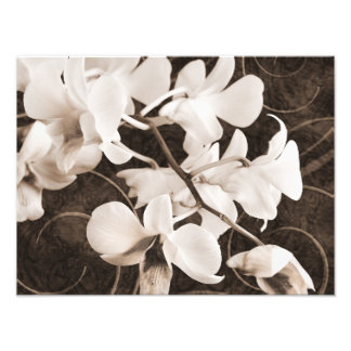 White Orchid Flower Sepia Black Background floral Foto Afdruk