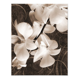 White Orchid Flower Sepia Black Background floral Foto Afdruk