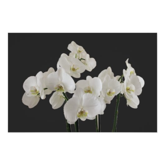 White Orchid Flowers Poster (Voorkant)