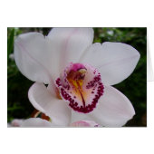 White Orchid I Beauful Tropical Flower (Voorkant Horizontaal)