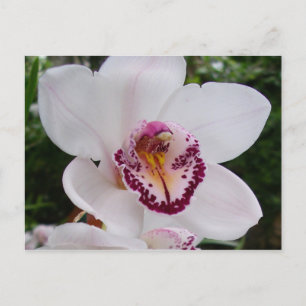 White Orchid I Beauful Tropical Flower Briefkaart