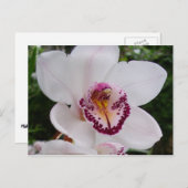 White Orchid I Beauful Tropical Flower Briefkaart (Voorkant / Achterkant)