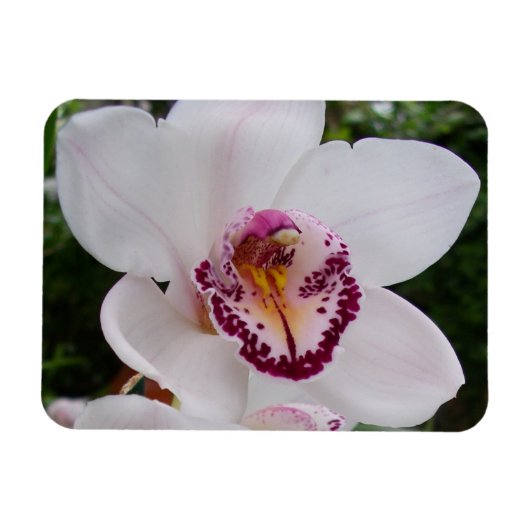 White Orchid I Beauful Tropical Flower Magneet (Horizontaal)