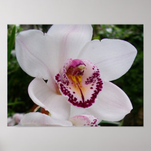White Orchid I Beauful Tropical Flower Poster