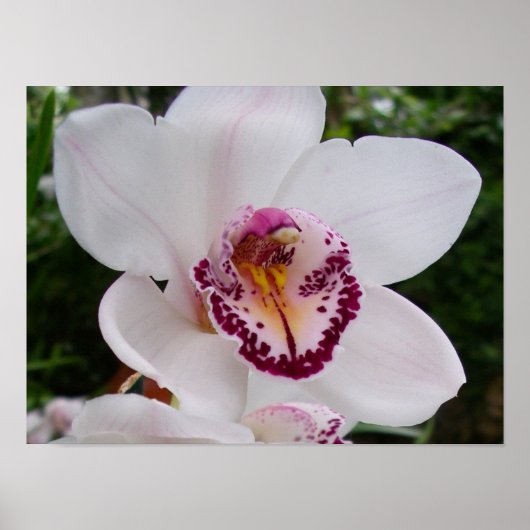 White Orchid I Beauful Tropical Flower Poster (Voorkant)