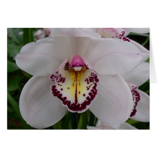 White Orchid II Elegant Floral (Voorkant Horizontaal)