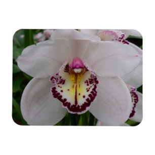 White Orchid II Elegant Floral Magneet
